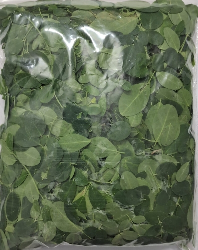 Fresh Murunga Leaves-organic